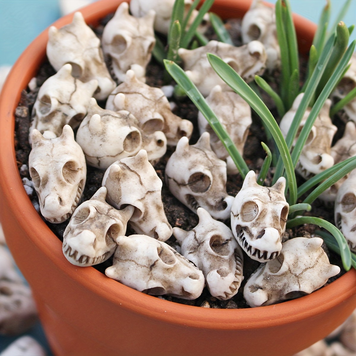 20pcs Dragon Head Skull Bonsai - Bonsai Garden World ulasan dan harga