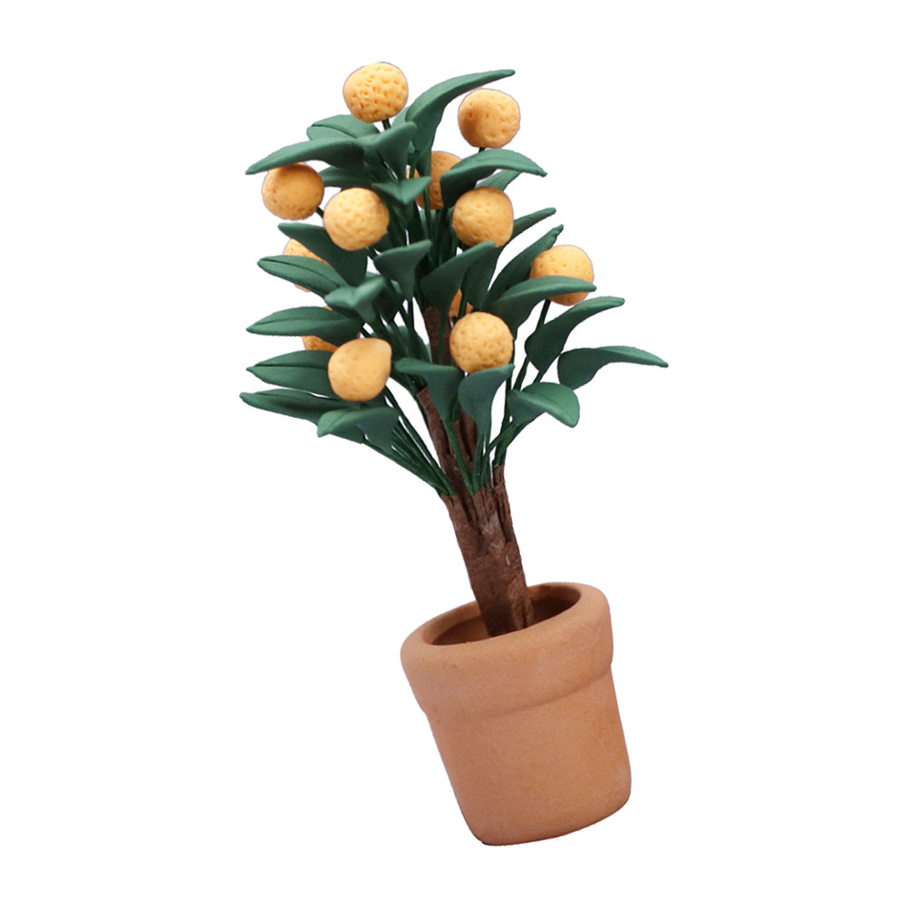 Miniature Kumquat Tree Potted  - Bonsai Garden Europe ulasan dan harga