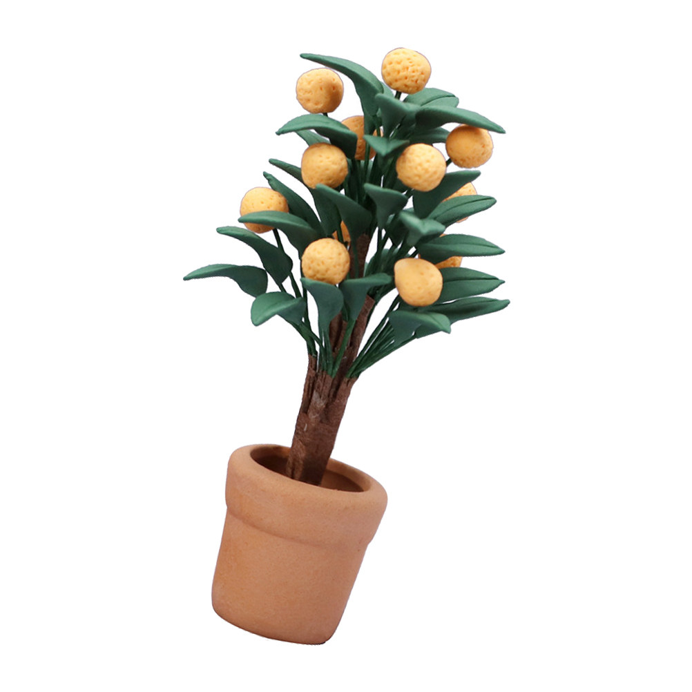 Miniature Kumquat Tree Potted  - Bonsai Garden Europe ulasan dan harga