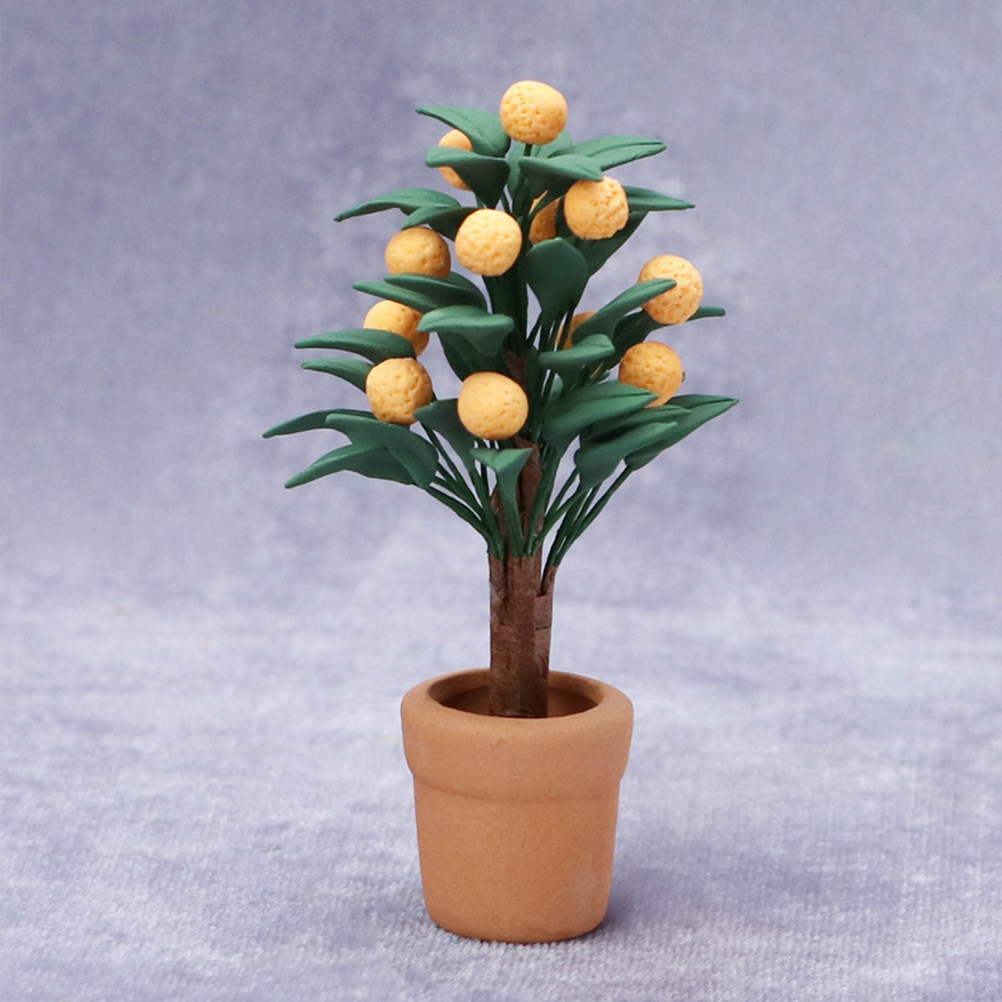 Miniature Kumquat Tree Potted  - Bonsai Garden Europe ulasan dan harga