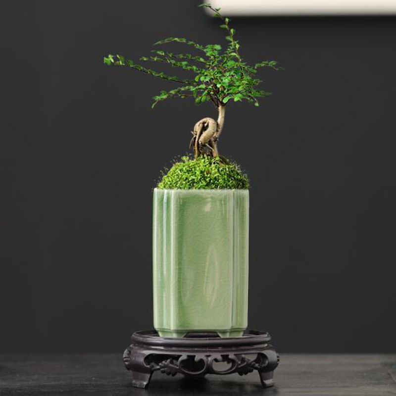 Porcelain Square Celadon Glaze - Bonsai Garden Europe ulasan dan harga