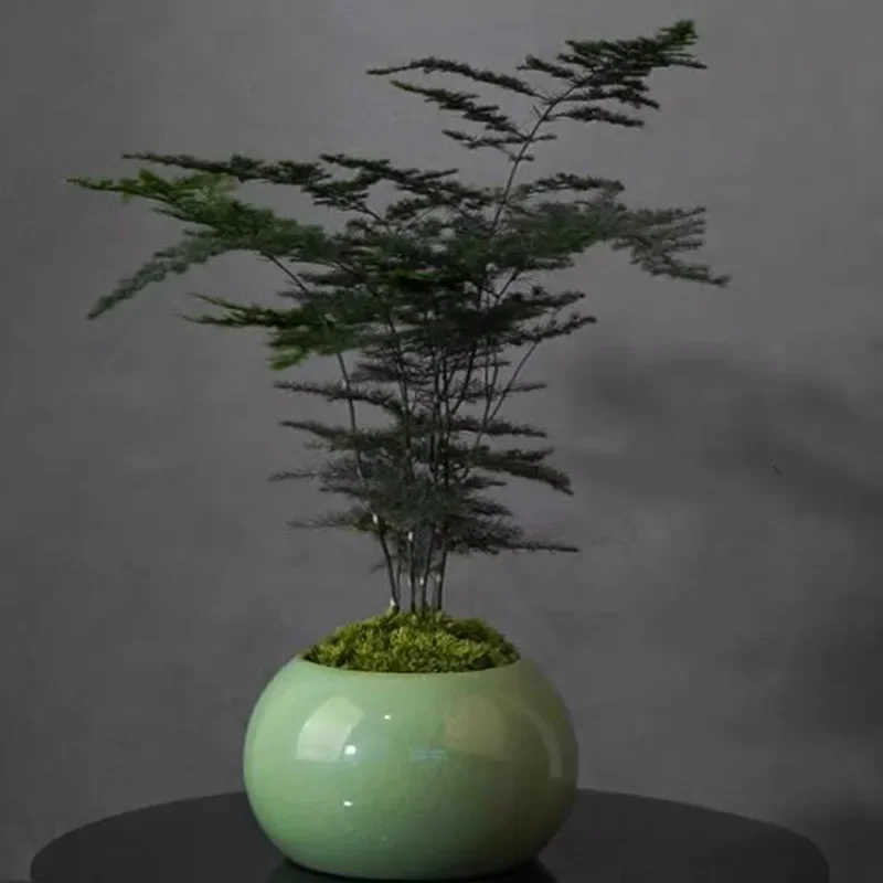 Asparagus Fern Plant Pot Flowe - Bonsai Garden Europe ulasan dan harga