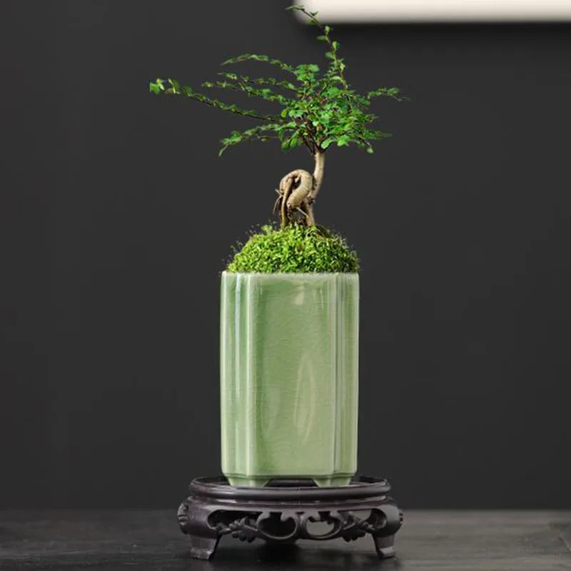 Porcelain Square Celadon Glaze - Bonsai Garden Europe ulasan dan harga