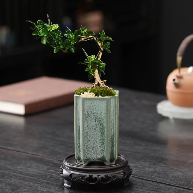 Porcelain Square Celadon Glaze - Bonsai Garden Europe ulasan dan harga